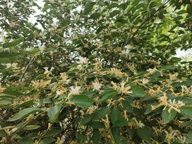 金银花 双花