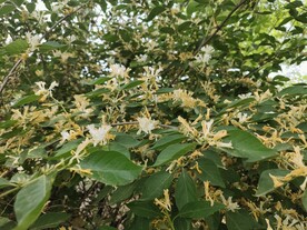 金银花