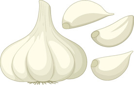 大蒜素描插画