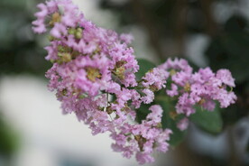 丁香  植物 花团