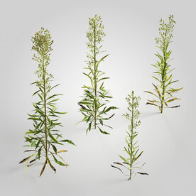 C4D模型 绿色植物