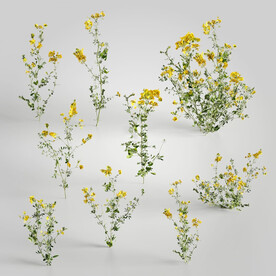 C4D模型 绿色植物