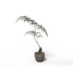 C4D模型 绿色植物