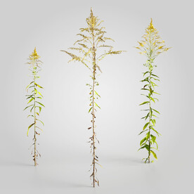 C4D模型 绿色植物