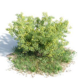 C4D模型 绿色植物