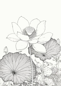 荷花简笔画