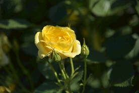 月季花