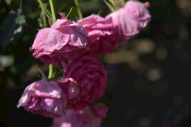 月季花