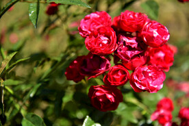 月季花