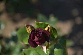 月季花