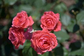 月季花