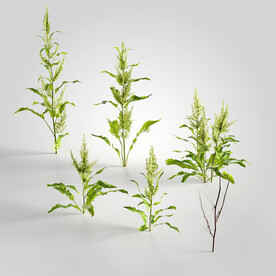 C4D模型 绿色植物