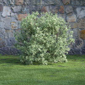 C4D模型 绿色植物