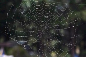 蜘蛛网