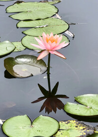 荷花睡莲荷叶圆圆