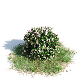 C4D模型 绿色植物