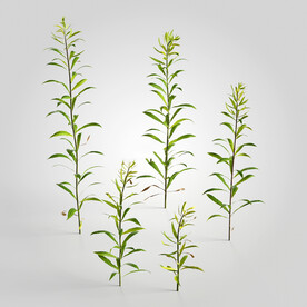C4D模型 绿色植物