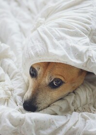 狗