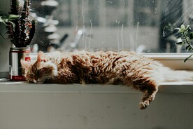 猫