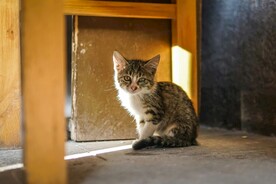 狸花猫