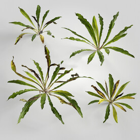  C4D模型 绿色植物