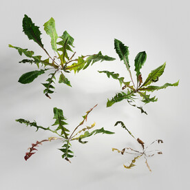 C4D模型 绿色植物