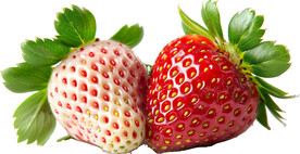 高清草莓免抠图素材