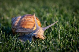 蜗牛