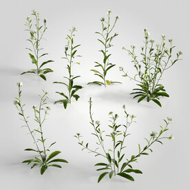 C4D模型 绿色植物