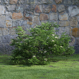 C4D模型 绿色植物