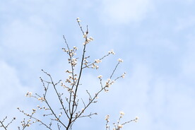 蓝天白云阳光樱花盛开