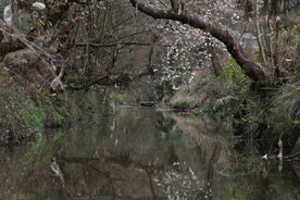 樱花小河