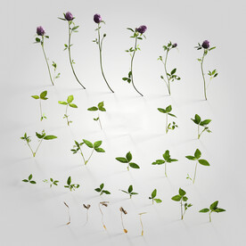C4D模型 绿色植物