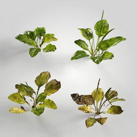 C4D模型 绿色植物