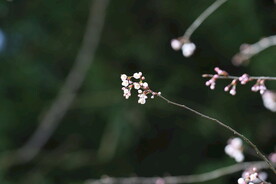 粉色樱花朵朵开