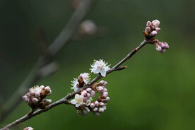 粉红色樱花花蕾