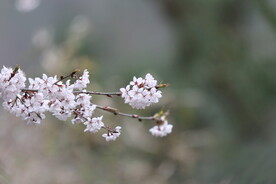 粉红色樱花特写