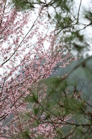 粉红色樱花盛开