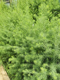 野草