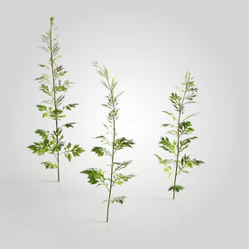 C4D模型 绿色植物
