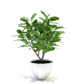 C4D模型 绿色植物
