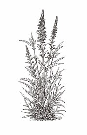 青蒿黑白矢量图