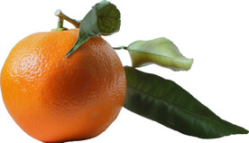 高清橙子免抠图素材图片