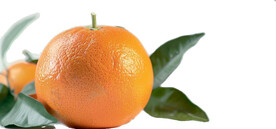 高清橙子免抠图素材图片