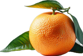 高清橙子免抠图素材图片