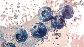 高清蓝莓免抠图素材图片