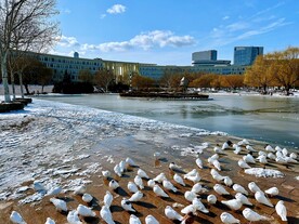 城市雪景