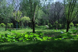 公园风景  