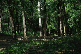 公园风景 