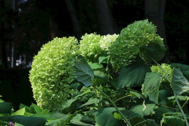 绣球花 